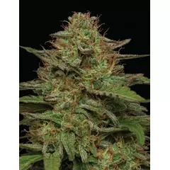 Strawberry Cheesecake Auto, Фасовка: 3